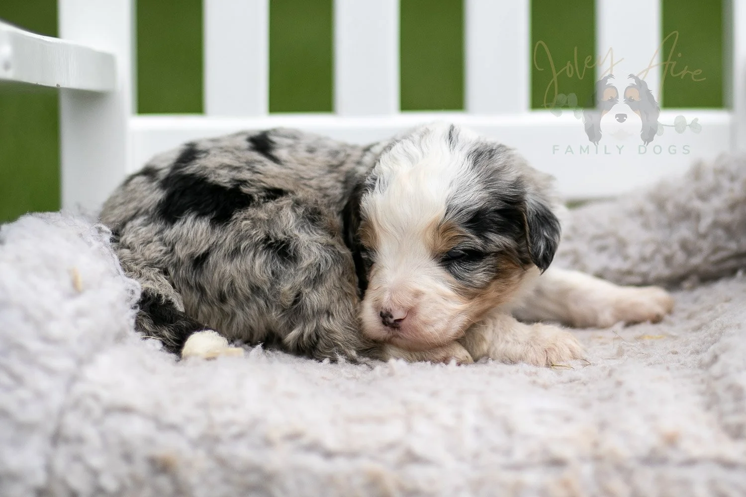 Pablo Picasso Bernedoodle Puppy-704.jpg