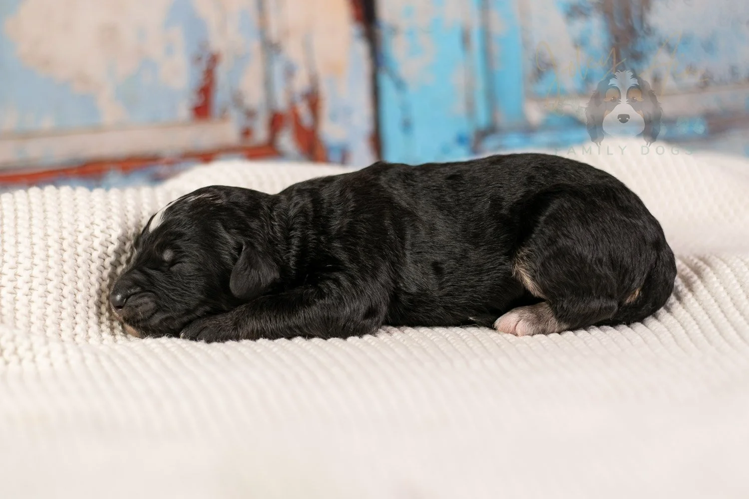 Bob Ross Bernedoodle Puppy-131.jpg
