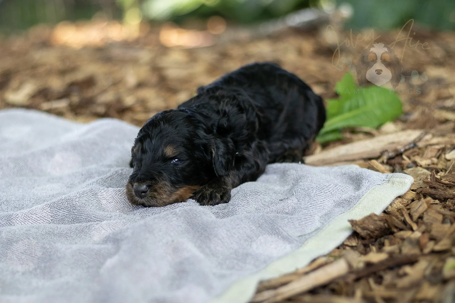 Bryce Bernedoodle Puppy-152.jpg