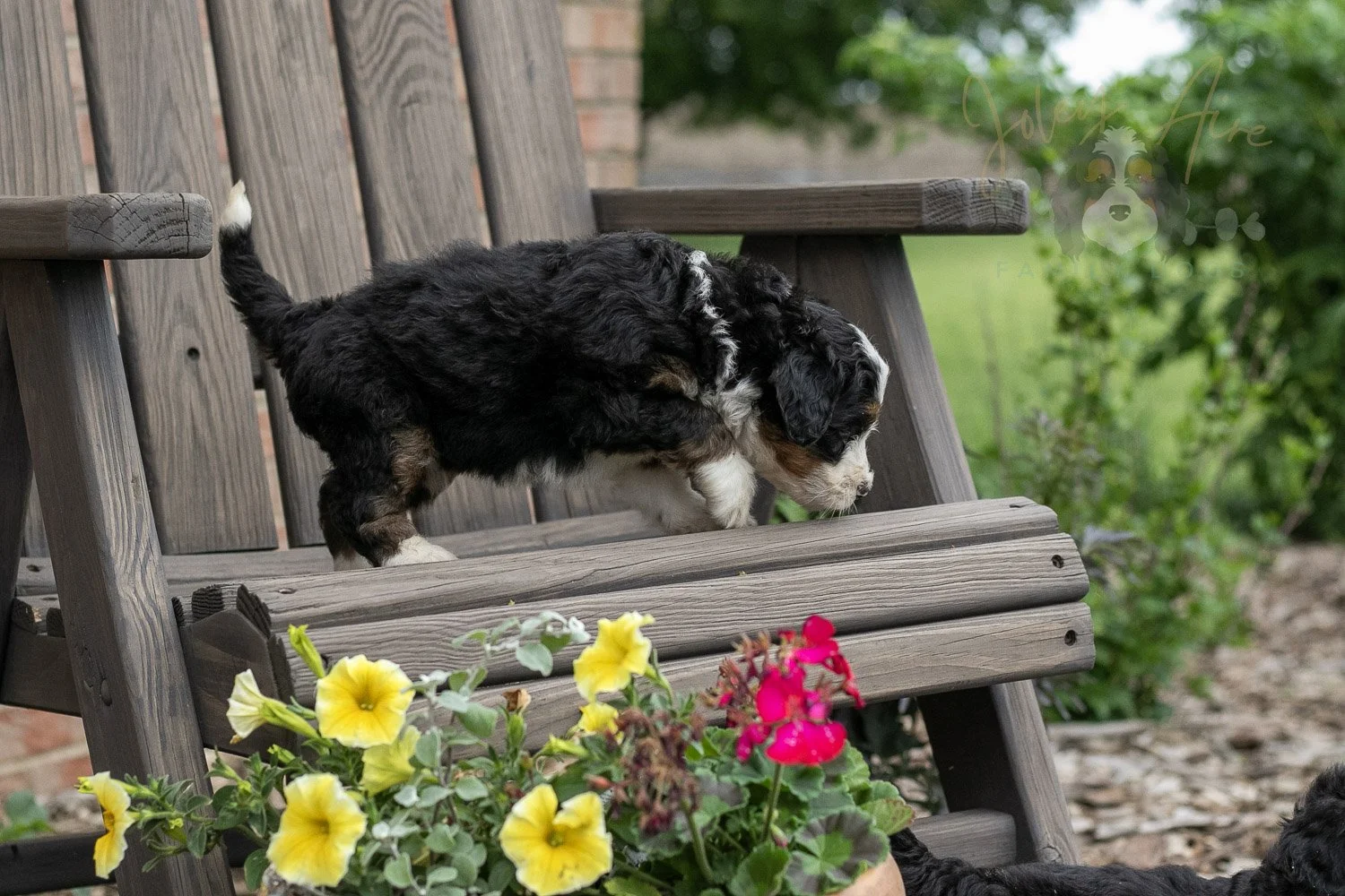 Harmonica Bernedoodle Puppy-12.jpg