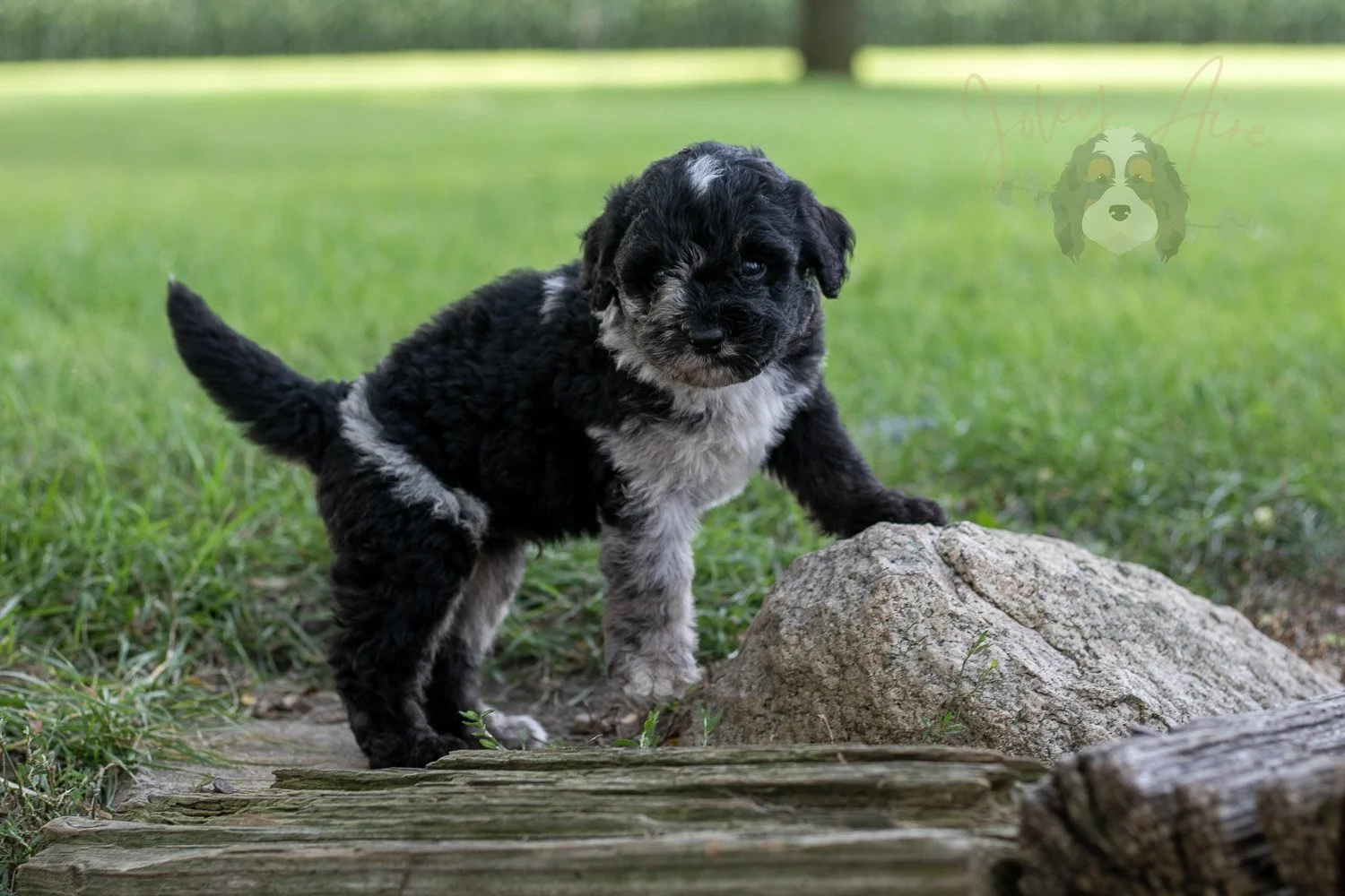 Bob Ross Bernedoodle Puppy-152.jpg
