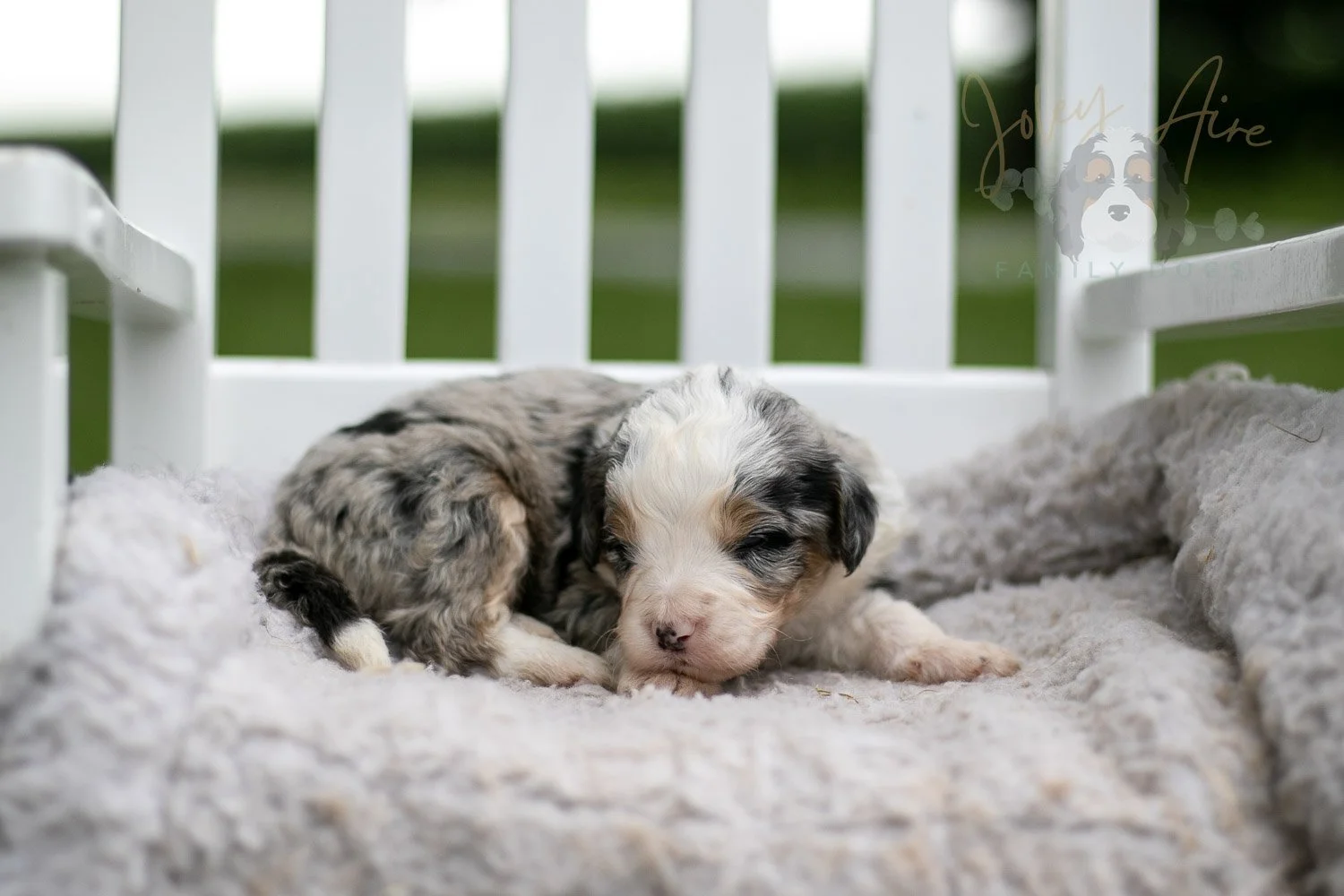 Pablo Picasso Bernedoodle Puppy-697.jpg