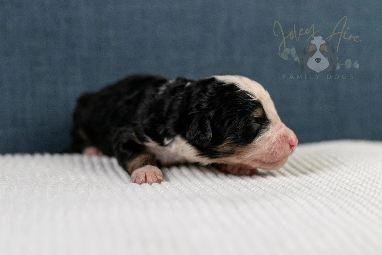 Archer Bernedoodle Puppy-66.jpg