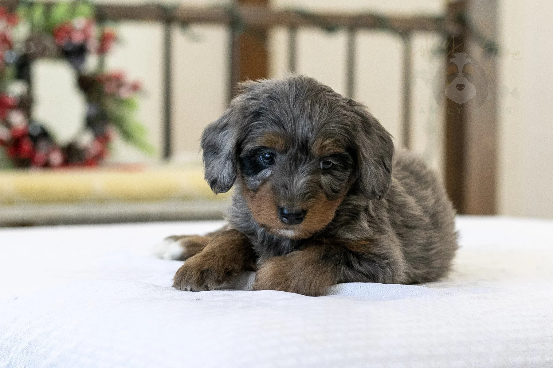 Eiger Bernedoodle Puppy-02.jpg