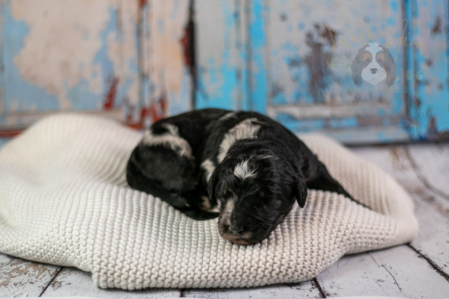 Bob Ross Bernedoodle Puppy-297.jpg