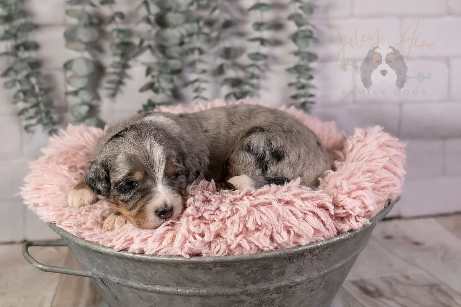 Drum Bernedoodle Puppy-28.jpg