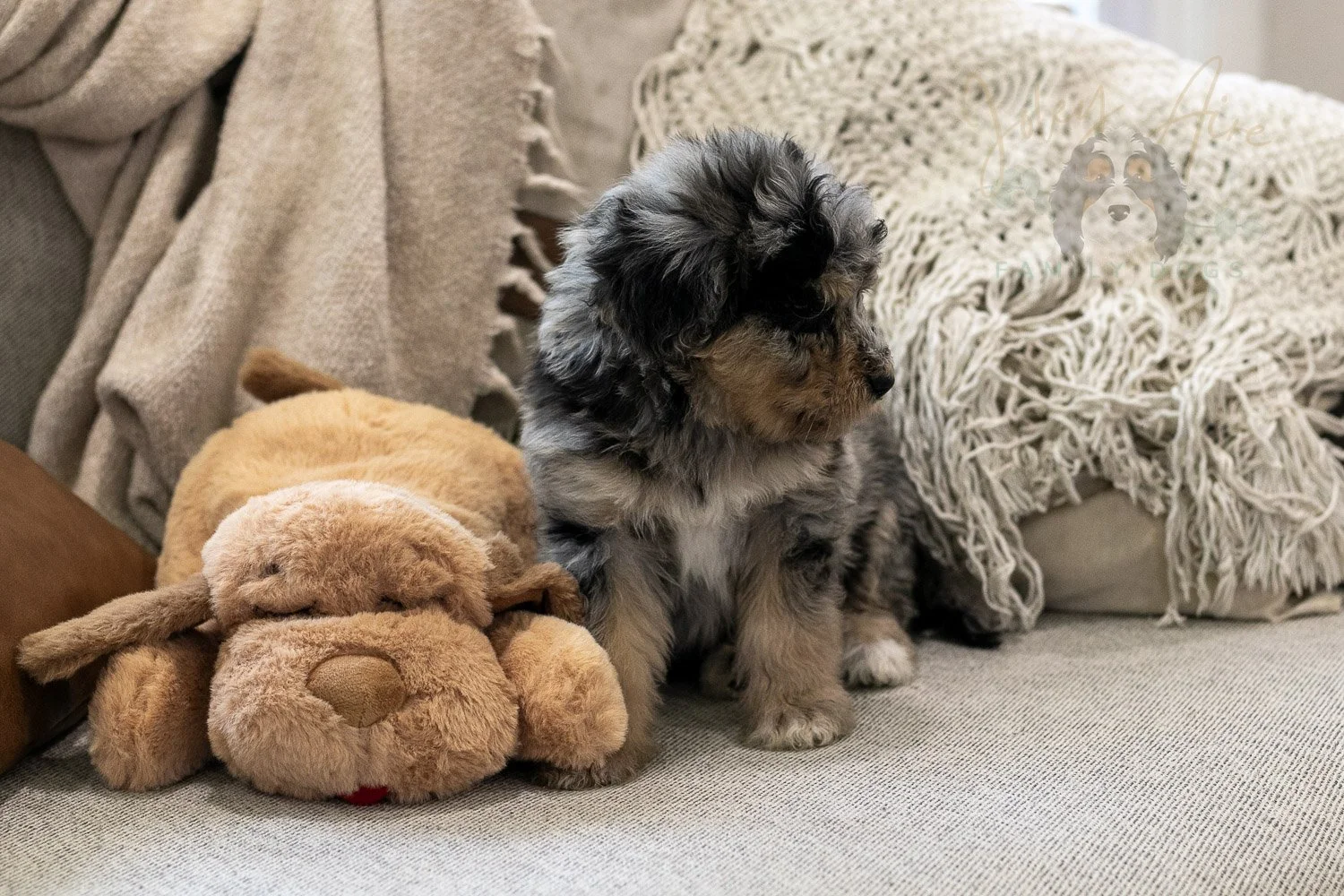 Mary Bernedoodle Puppy-297.jpg