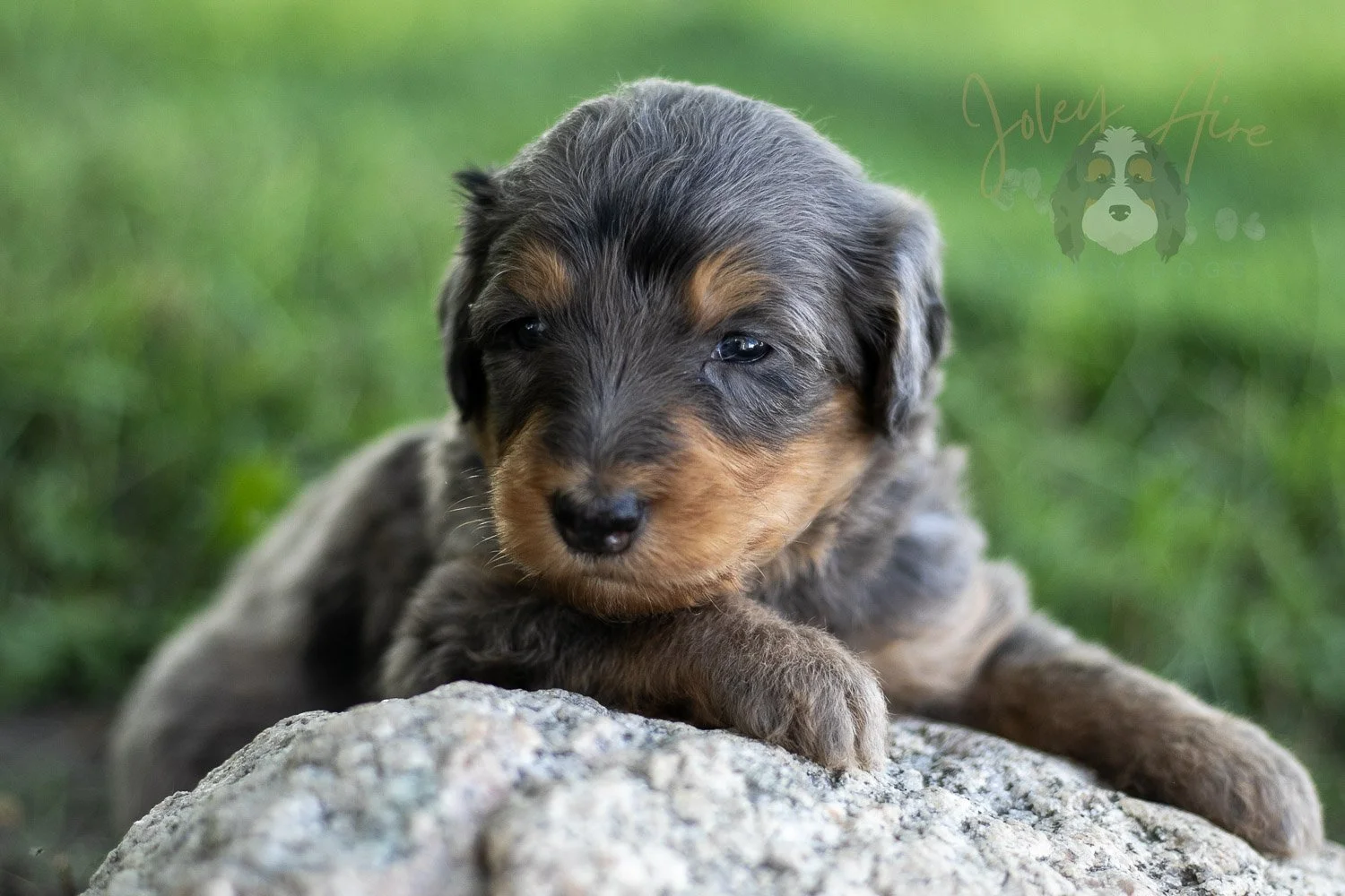 Josie Pye Bernedoodle Puppy-513.jpg