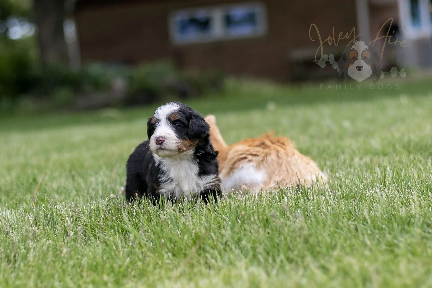 Harmonica Bernedoodle Puppy-23.jpg