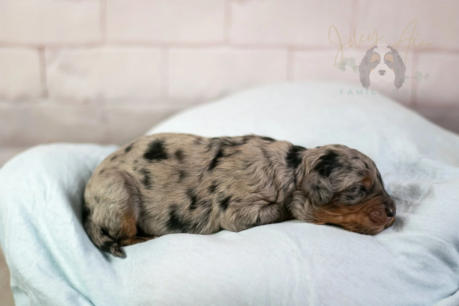Marilla Bernedoodle Puppy-35.jpg