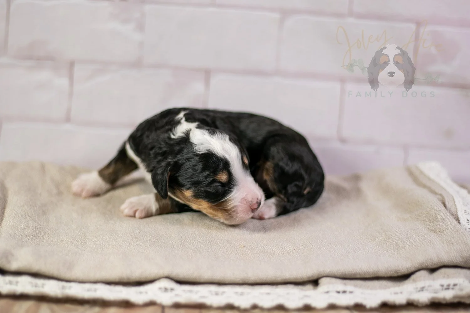 Yellowstone Bernedoodle Puppy-205.jpg