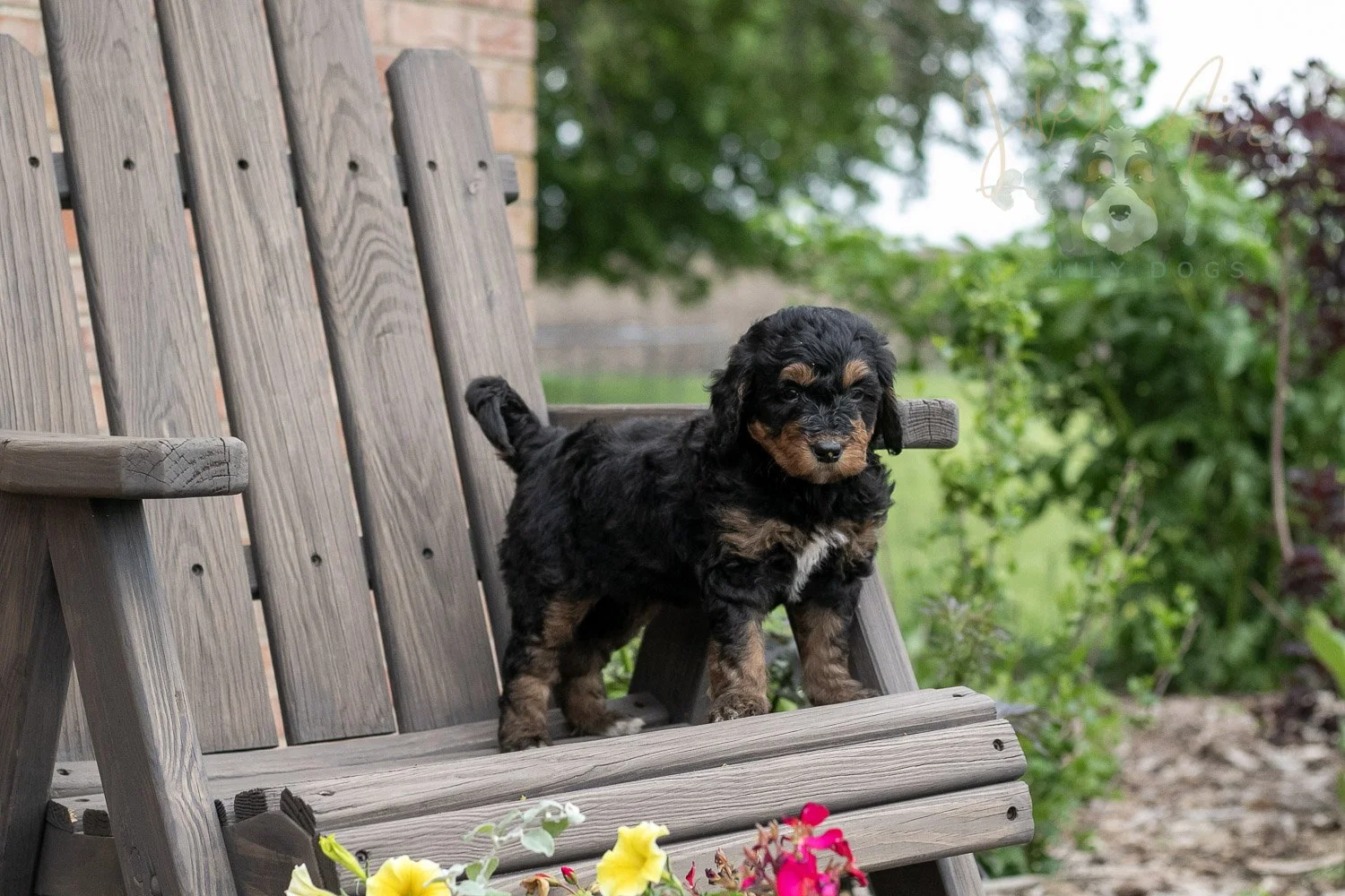 Banjo Bernedoodle Puppy-8.jpg
