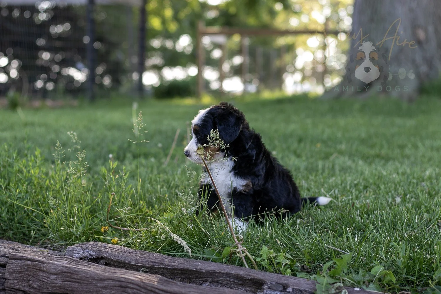 Harmonica Bernedoodle Puppy-10.jpg