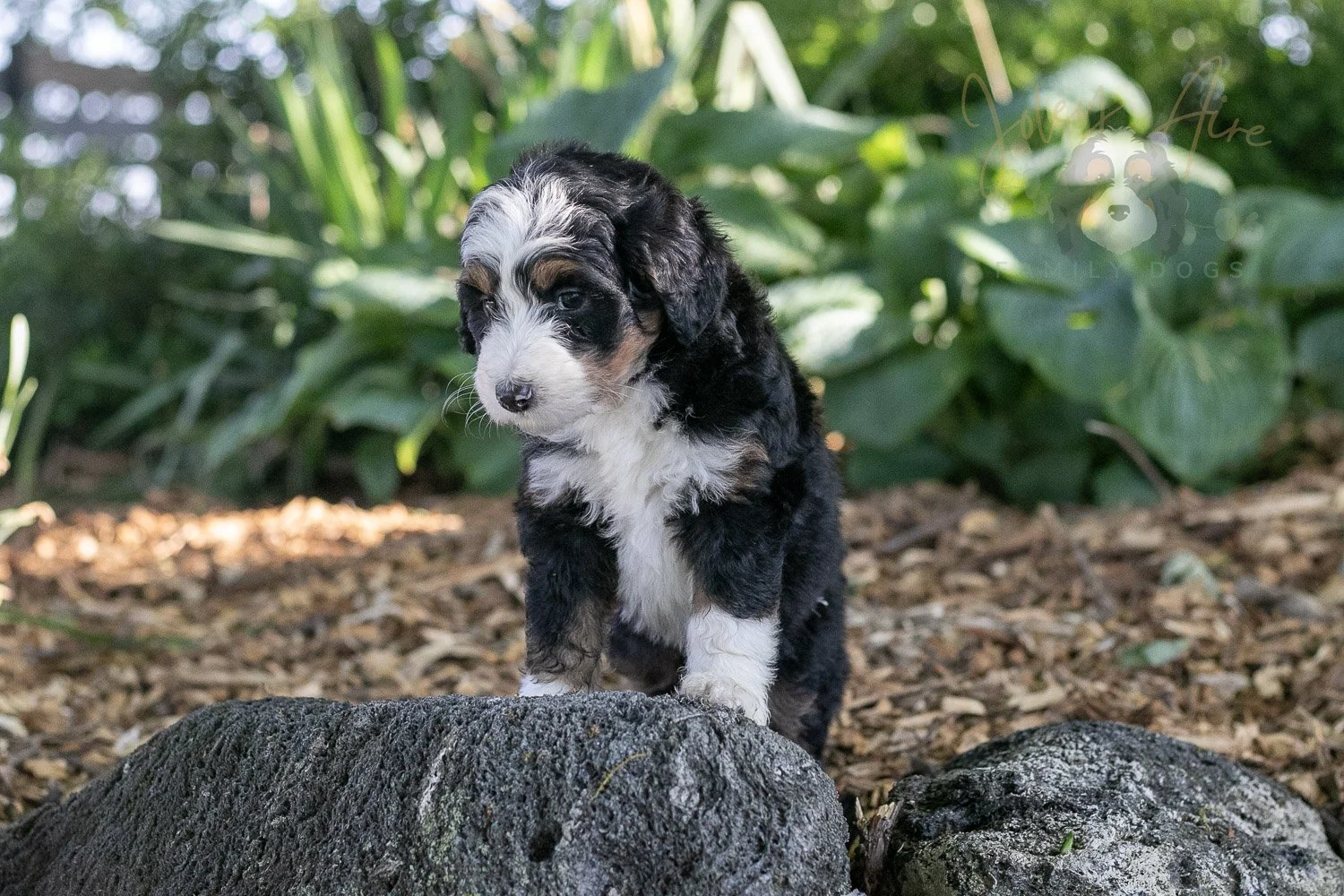 Harmonica Bernedoodle Puppy-22.jpg