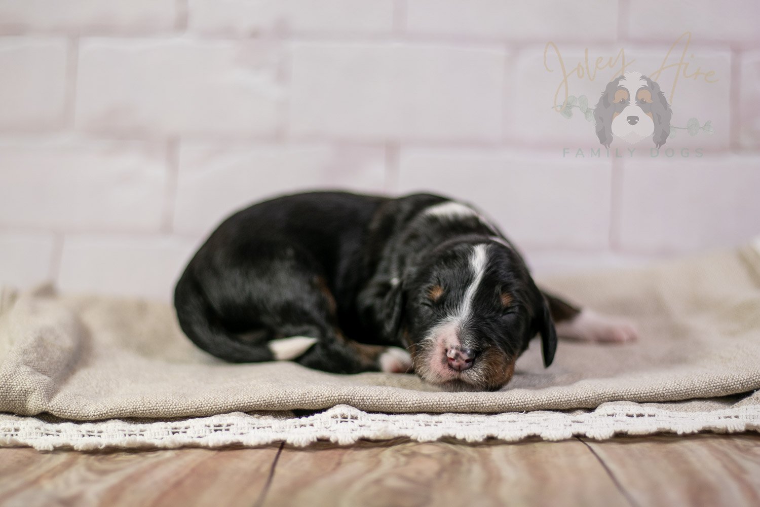 Yosemite Bernedoodle Puppy-175.jpg