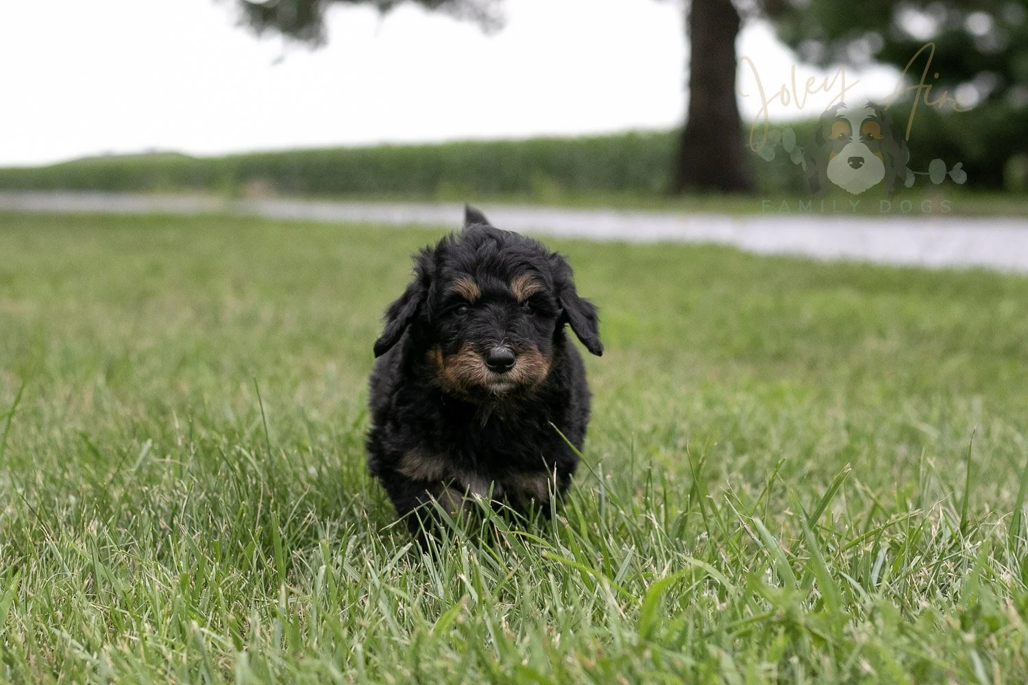 Gilbert Blythe Bernedoodle Puppy-114.jpg