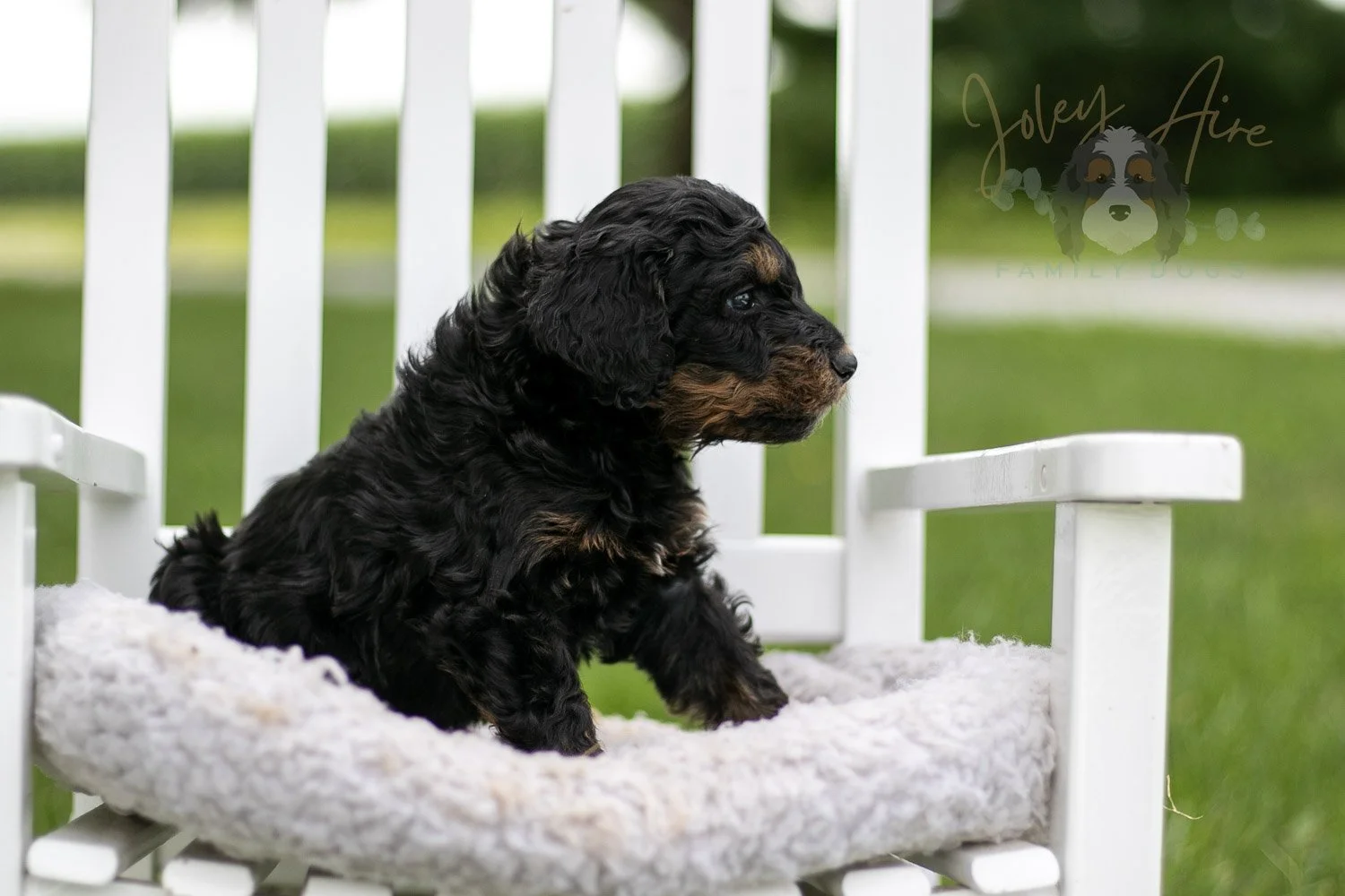 Bryce Bernedoodle Puppy-788.jpg