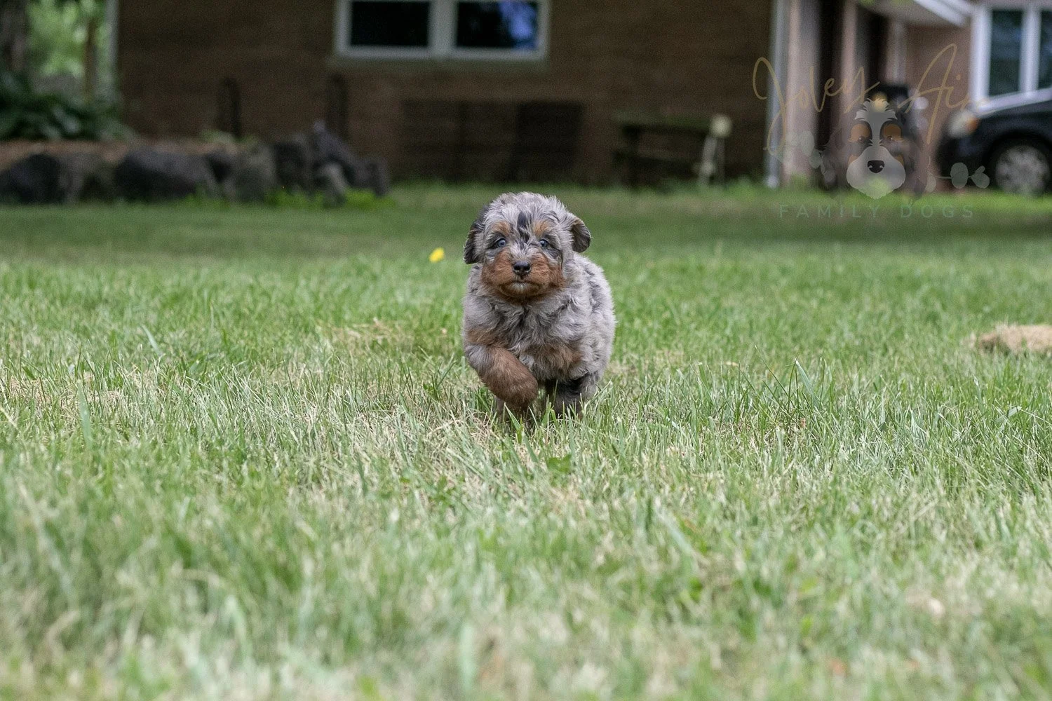 Marilla Cuthbert Bernedoodle Puppy-59.jpg