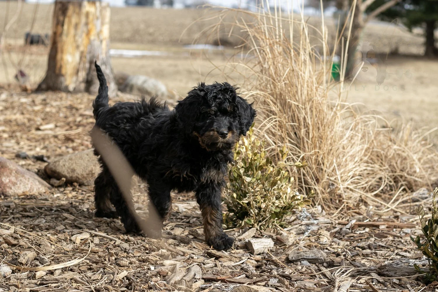 Aurora Bernedoodle Puppy-06.jpg