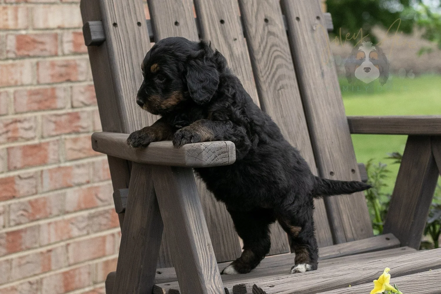 Piano Bernedoodle Puppy-13.jpg