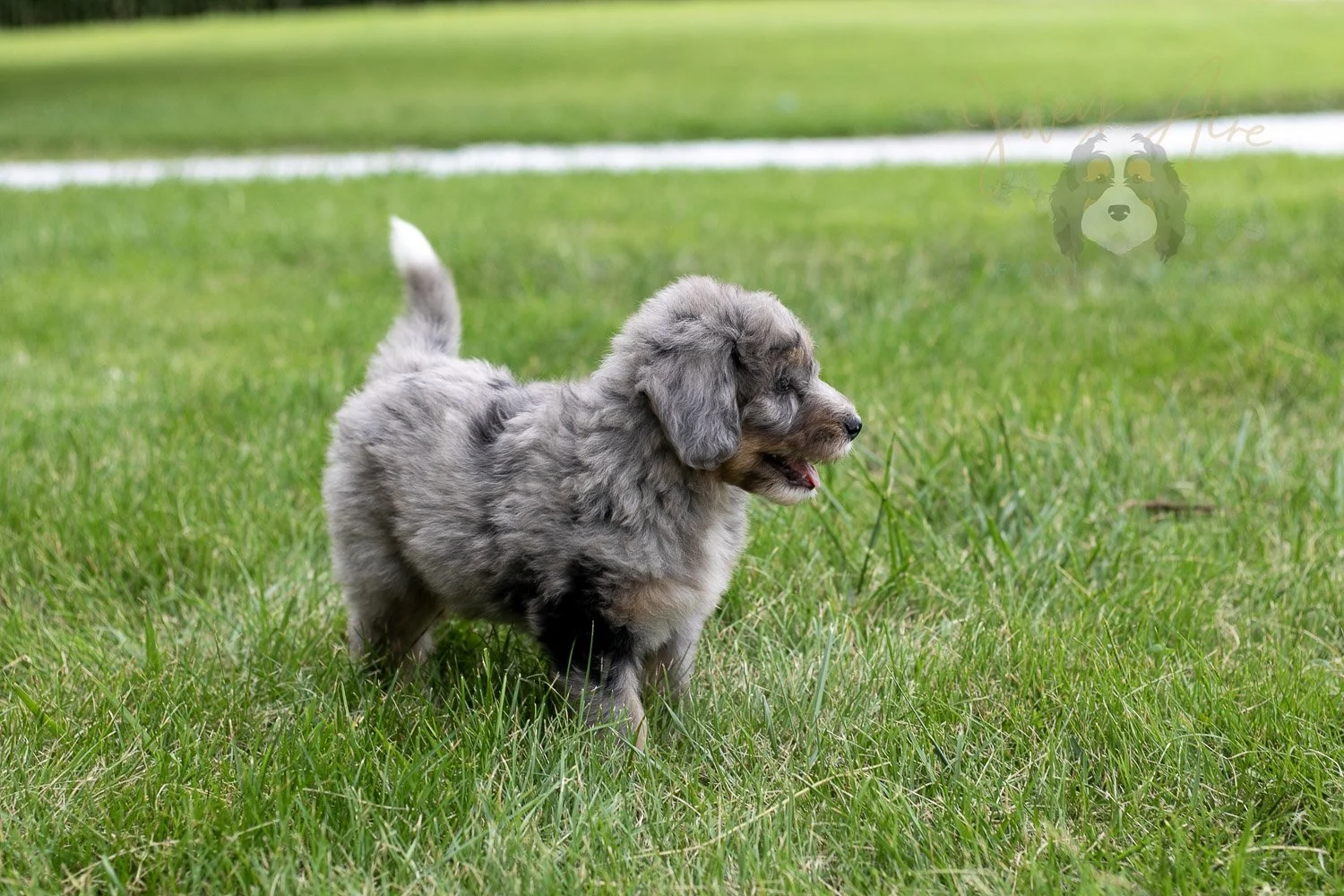 Matthew Bernedoodle Puppy-57.jpg