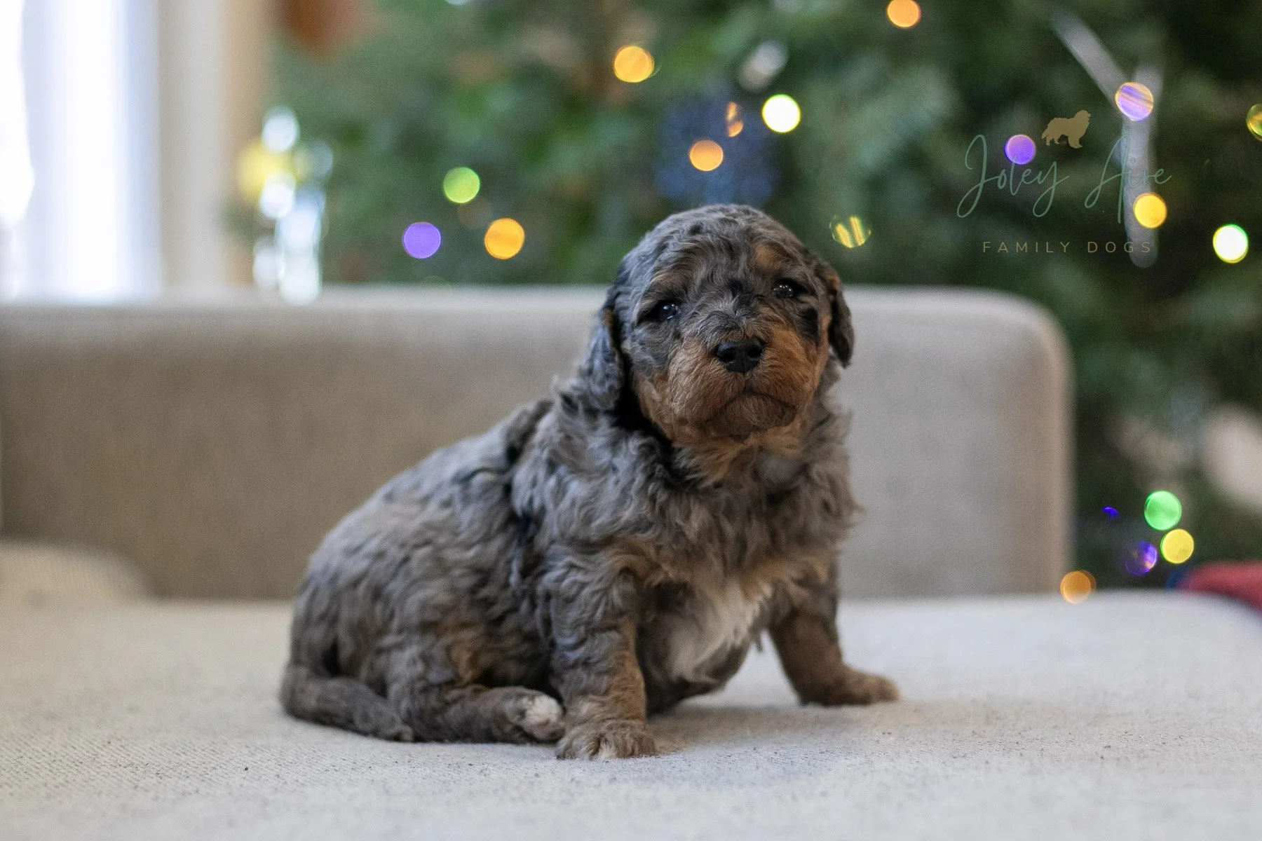 Frodo - Phantom Merle Bernedoodle Puppy