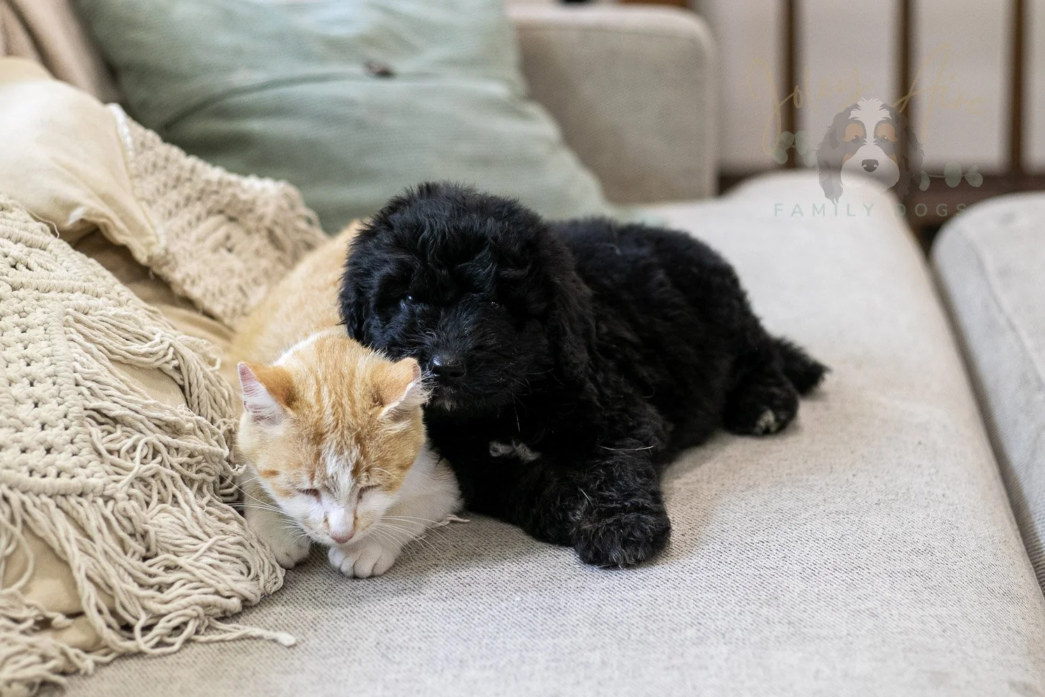 Claude Bernedoodle Puppy-240.jpg