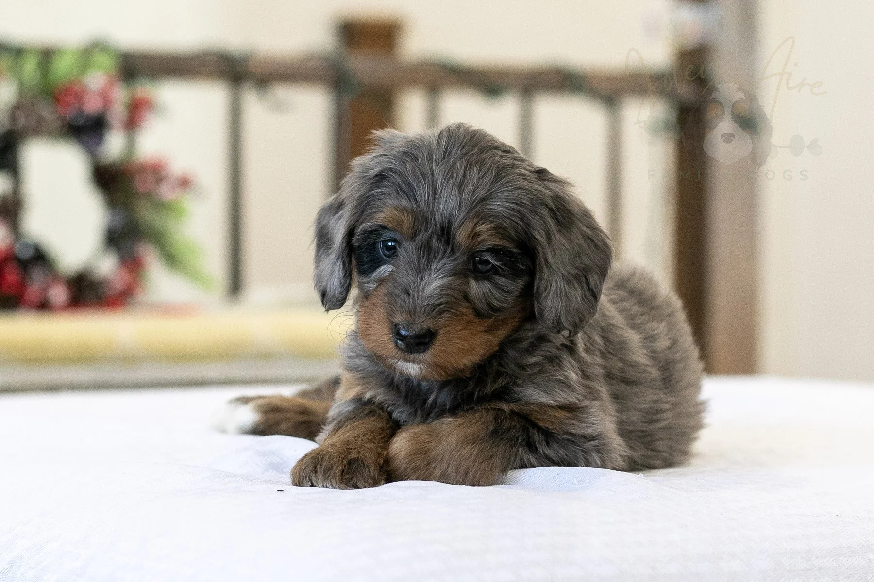 Eiger - 🔴Reserved