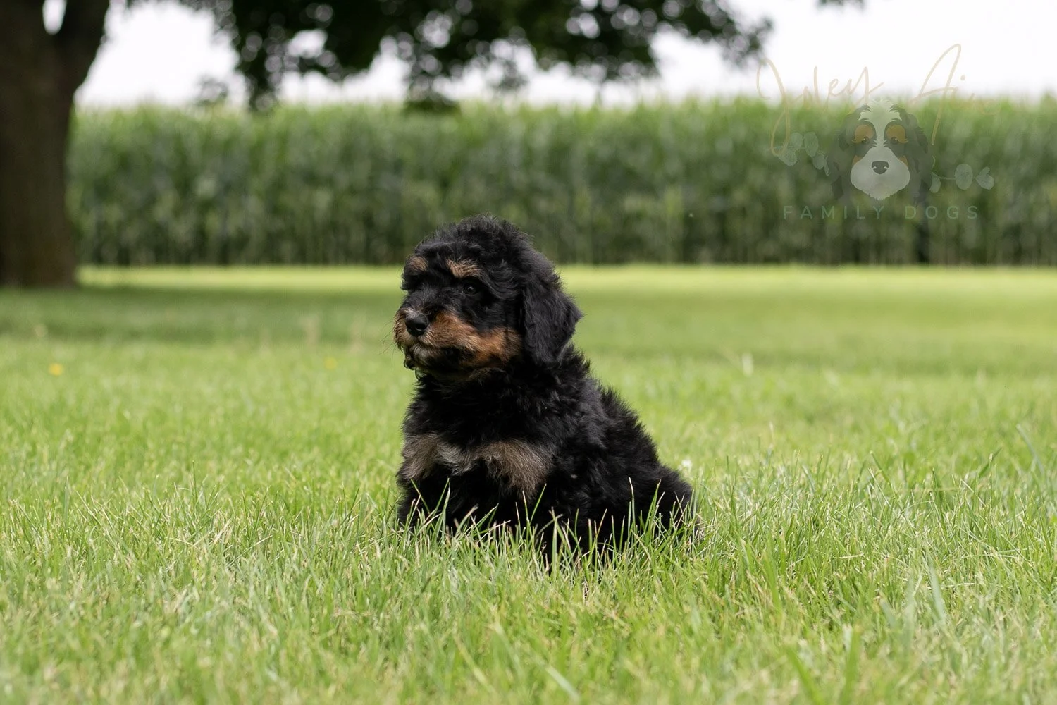 Gilbert Bernedoodle Puppy-42.jpg