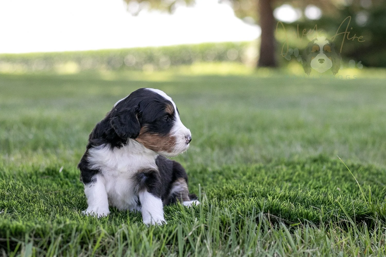 Zion Bernedoodle Puppy-324.jpg