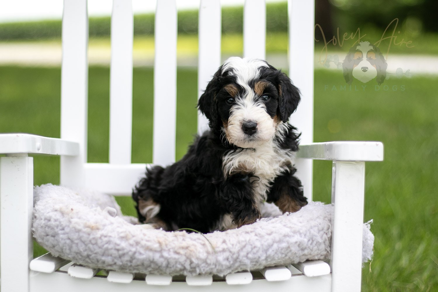 Yellowstone Bernedoodle Puppy-770.jpg