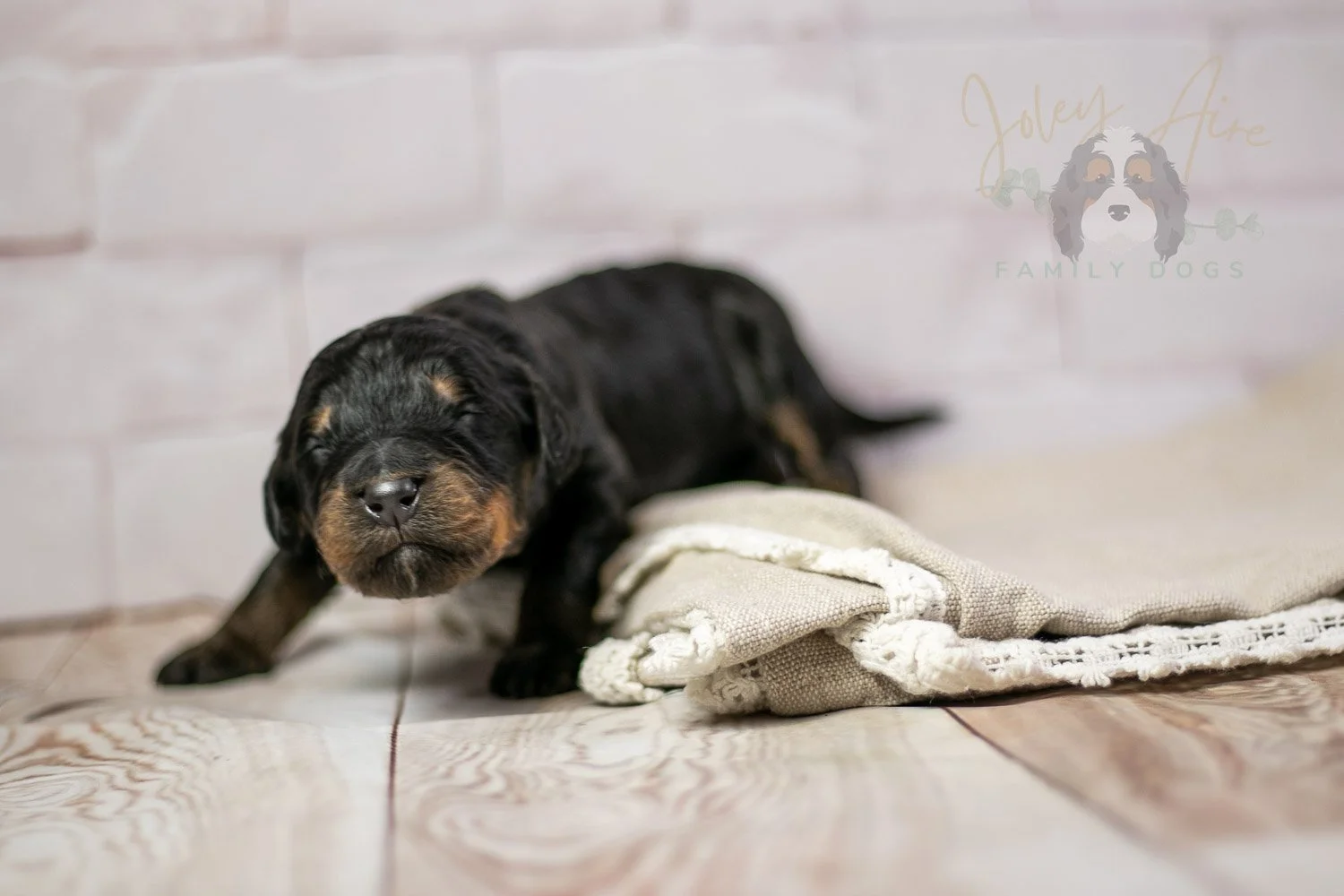 Bryce Bernedoodle Puppy-198.jpg