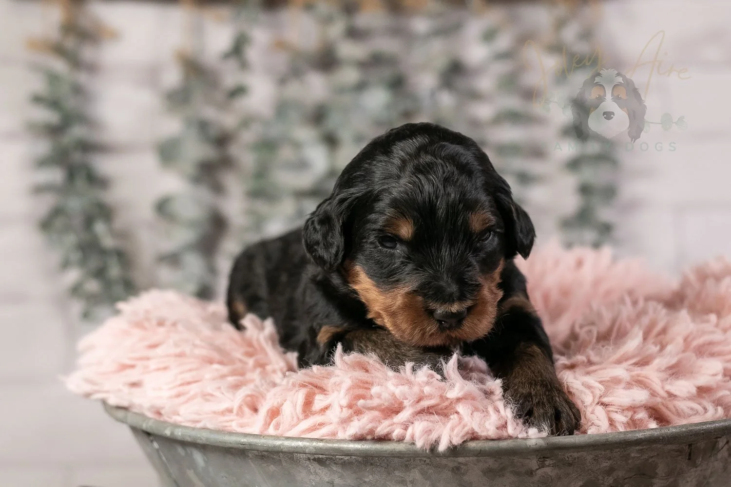 Guitar Bernedoodle Puppy-12.jpg