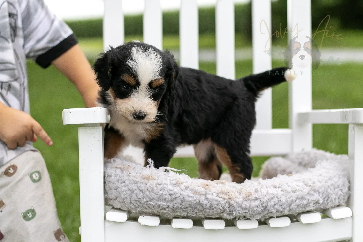 Anne Shirley Bernedoodle Puppy-992.jpg