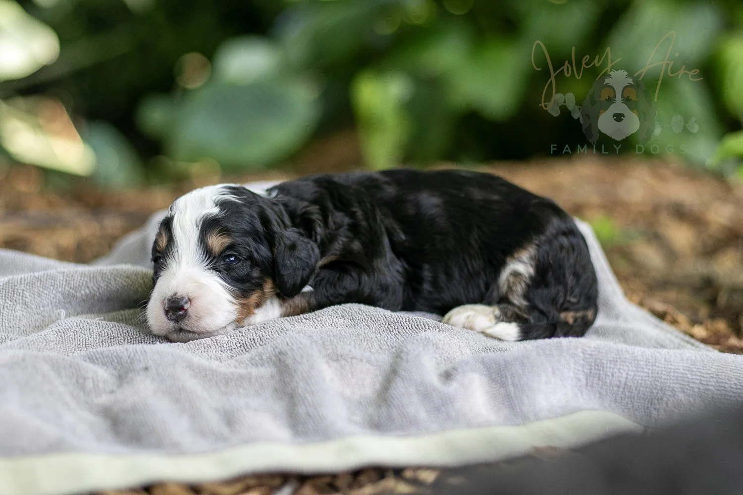 Yellowstone Bernedoodle Puppy-171.jpg