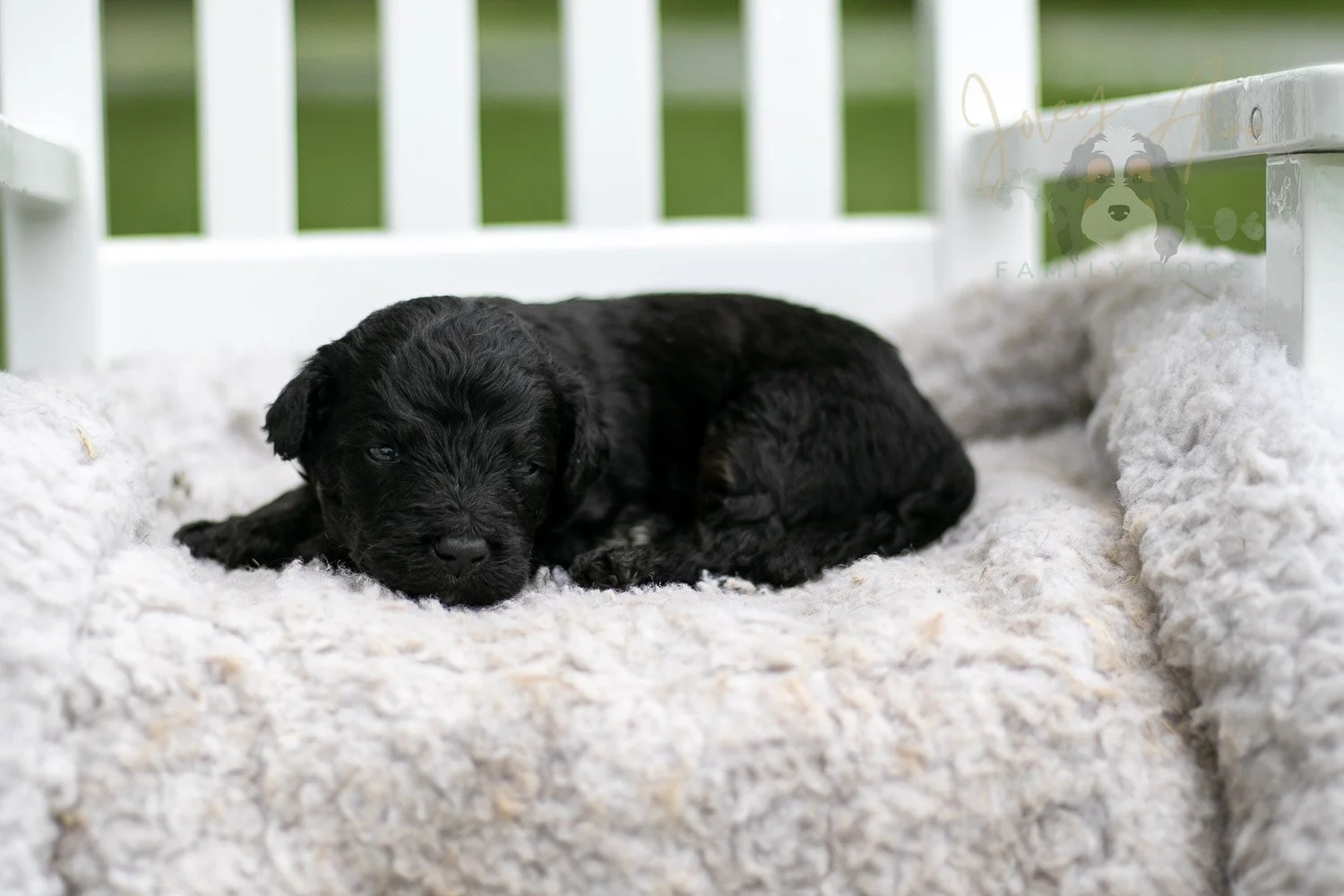 Andy Warhol Bernedoodle Puppy-713.jpg