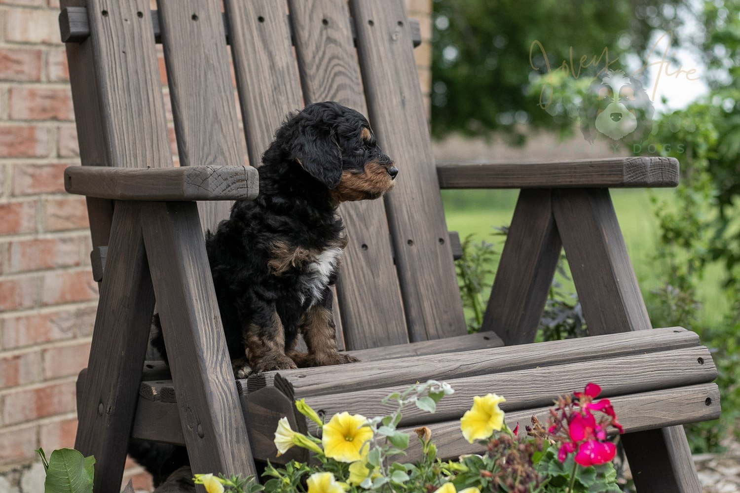 Banjo Bernedoodle Puppy-12.jpg