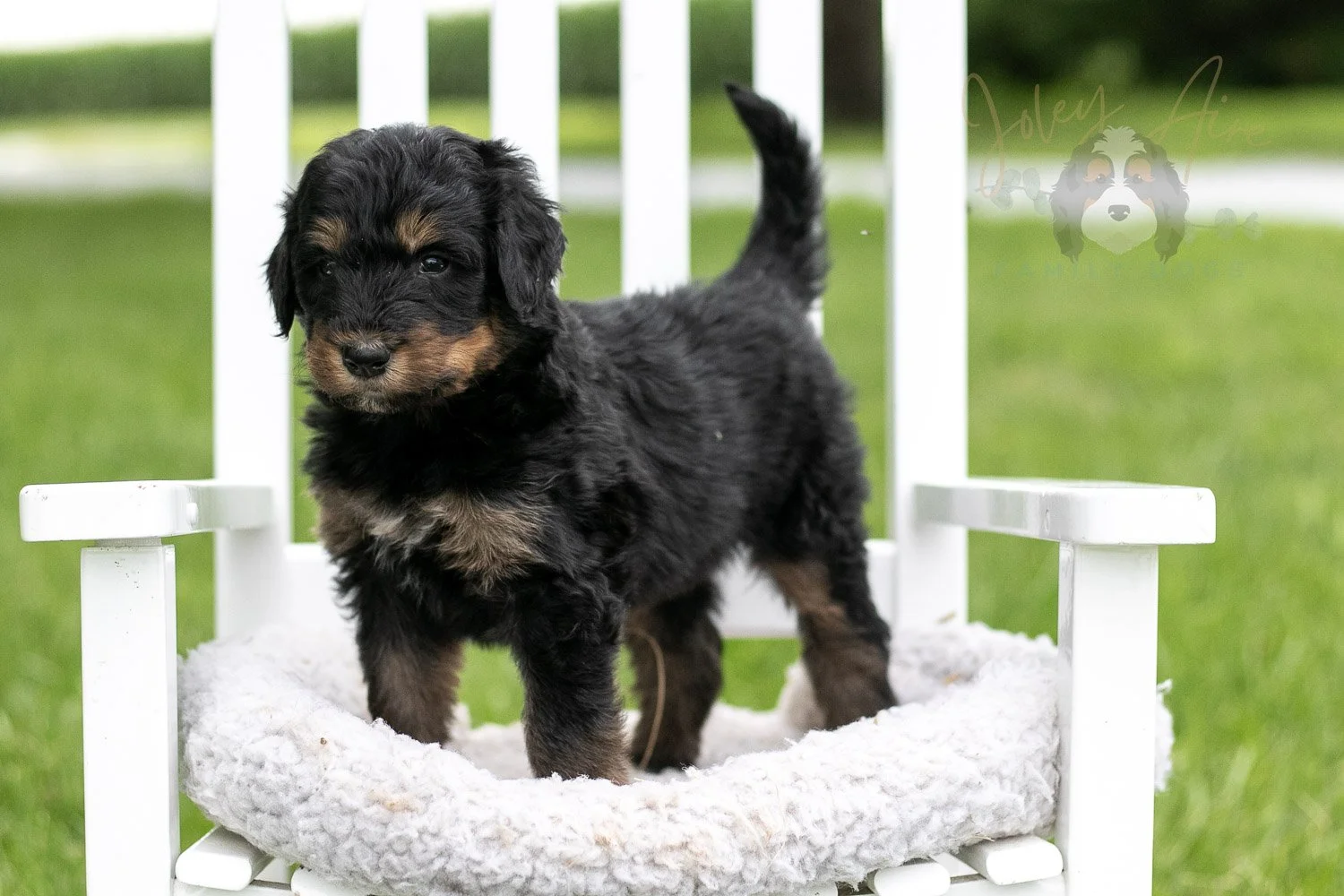 Gilbert Bernedoodle Puppy-878.jpg