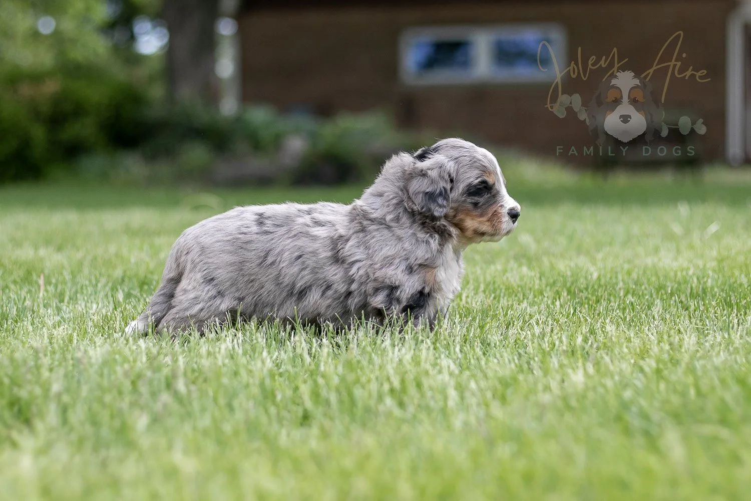 Drum Bernedoodle Puppy-25.jpg