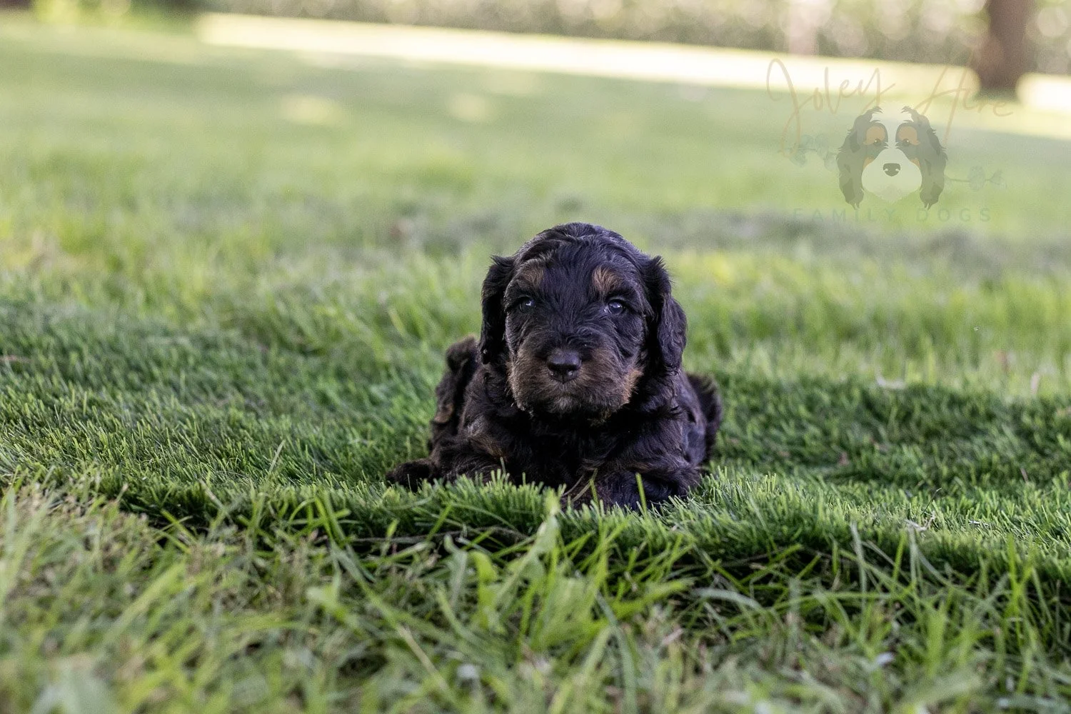 Bryce Bernedoodle Puppy-395.jpg