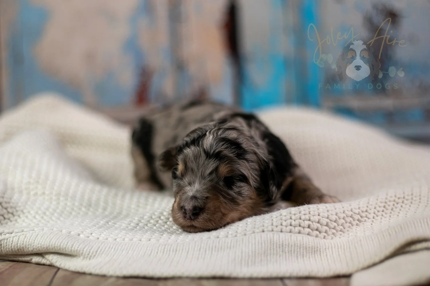 Mary Cassatt Bernedoodle Puppy-267.jpg