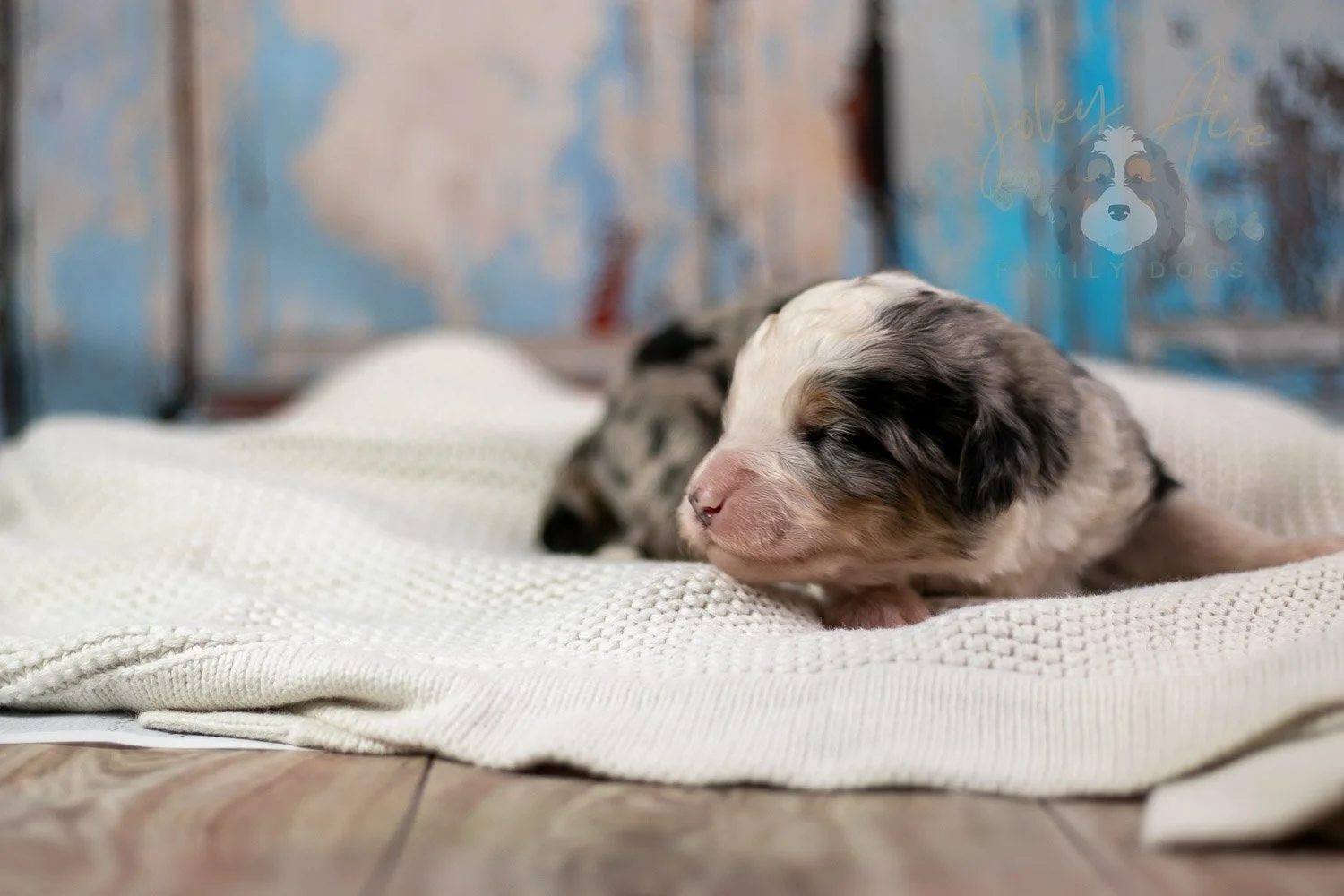 Pablo Picasso Bernedoodle Puppy-231.jpg