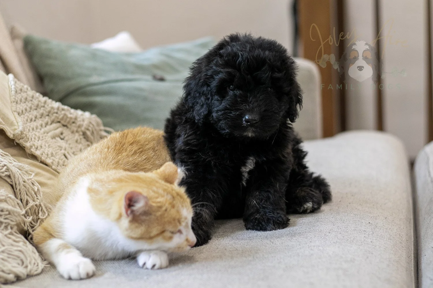 Claude Bernedoodle Puppy-243.jpg