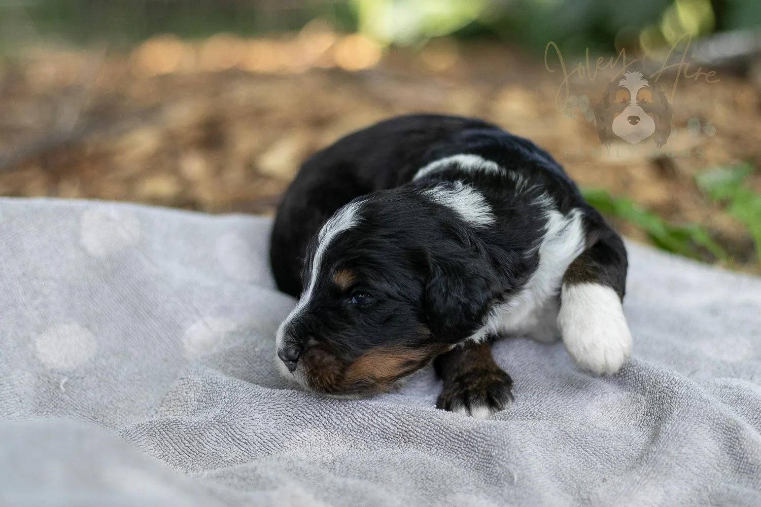 Yosemite Bernedoodle Puppy-134.jpg