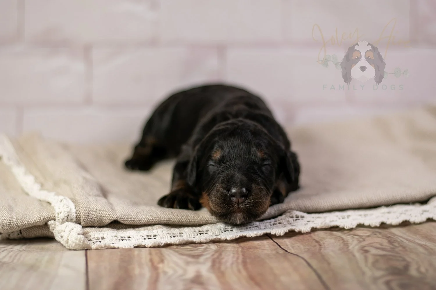 Acadia Bernedoodle Puppy-139.jpg