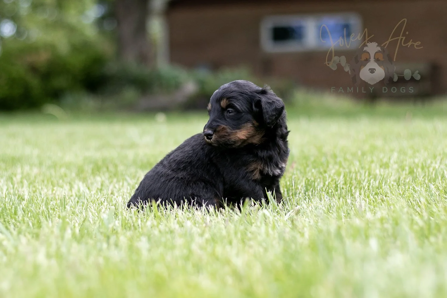 Piano Bernedoodle Puppy-36.jpg
