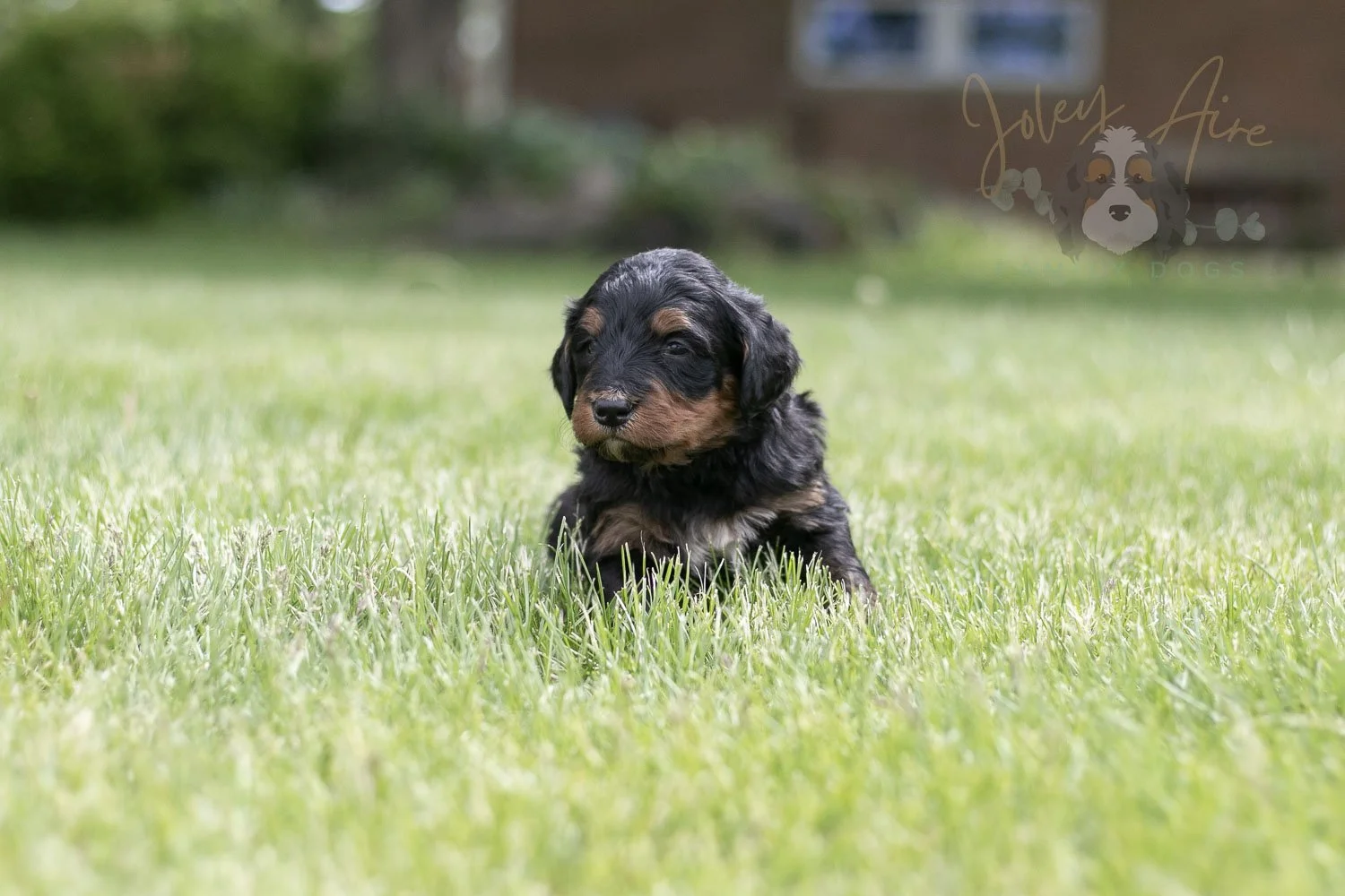Banjo Bernedoodle Puppy-45.jpg