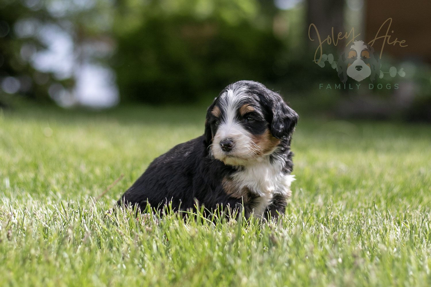 Trumpet Bernedoodle Puppy-35.jpg