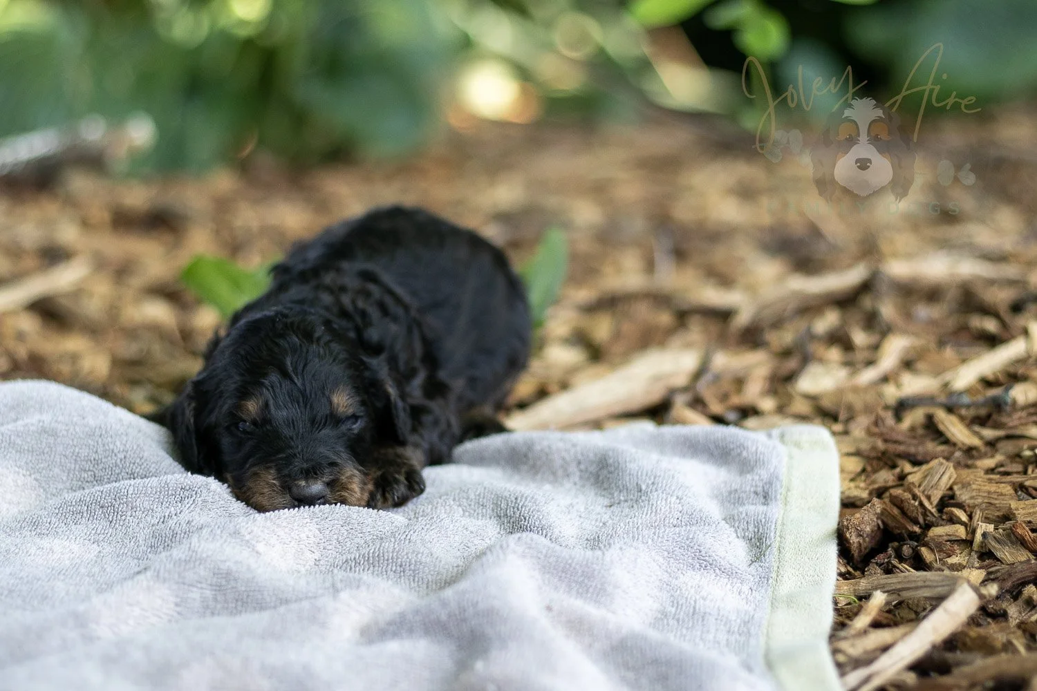 Bryce Bernedoodle Puppy-153.jpg