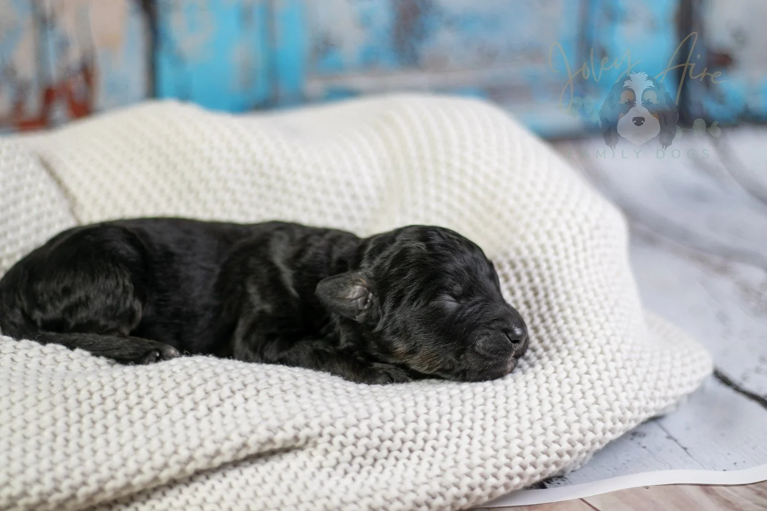 Andy Warhol Bernedoodle Puppy-38.jpg